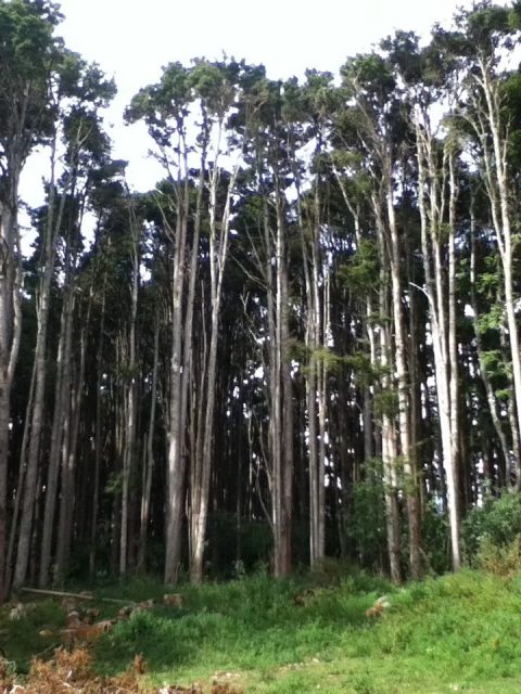 The Wood