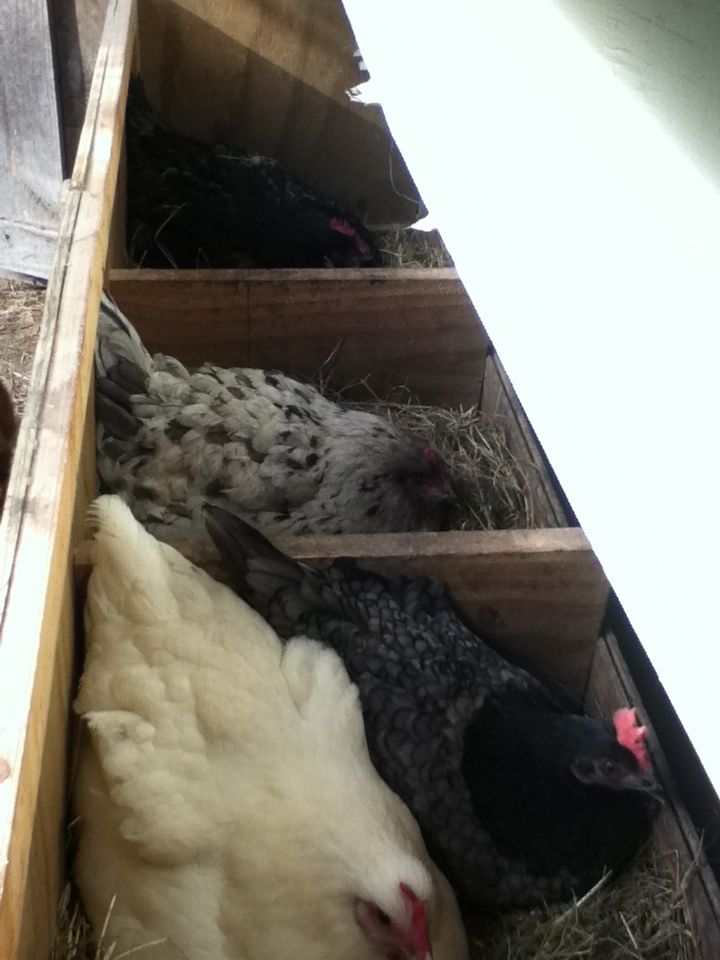 Fowl Aer residents.
